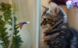 Illustration for article titled Shooting Challenge Pets Gallery 2